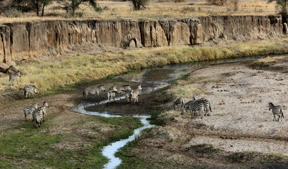 Animals in Tarangire National Park